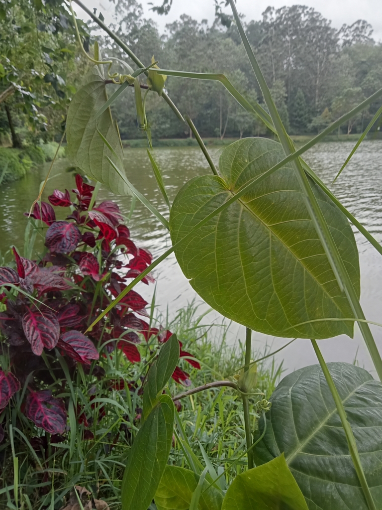 Sweet granadilla (Passiflora ligularis)