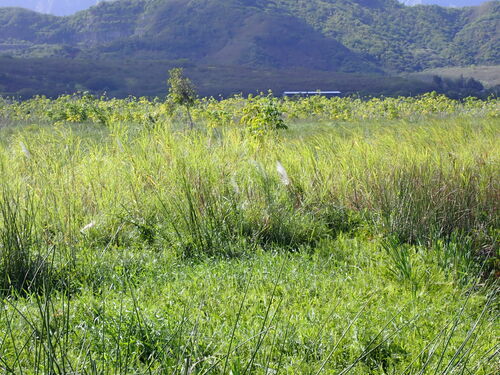 Saccharum spontaneum observed 2025-02-01