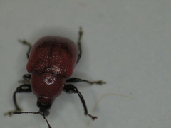 Synolabus nigripes