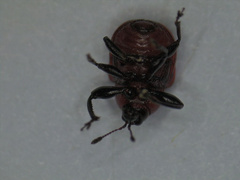 Synolabus nigripes