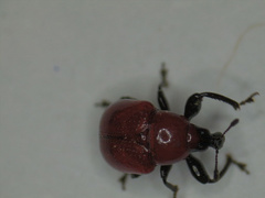 Synolabus nigripes