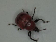Synolabus nigripes