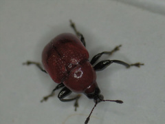 Synolabus nigripes