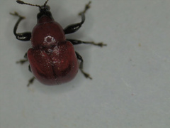 Synolabus nigripes