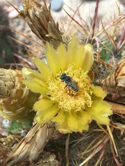 Lithurgopsis echinocacti