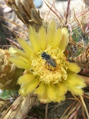 Lithurgopsis echinocacti