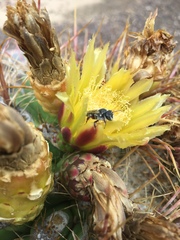 Lithurgopsis echinocacti