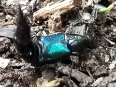 Philonthus caeruleipennis