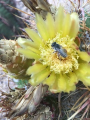 Lithurgopsis echinocacti