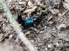 Philonthus caeruleipennis