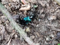 Philonthus caeruleipennis