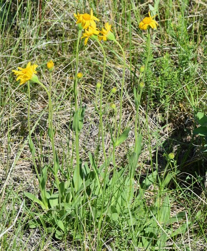 Arnica fulgens, photograph 2