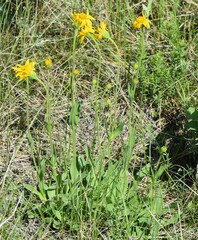 Eric Lamb, CC BY, iNaturalist via GBIF Arnica fulgens, photograph Eric Lamb, CC BY, iNaturalist via GBIF