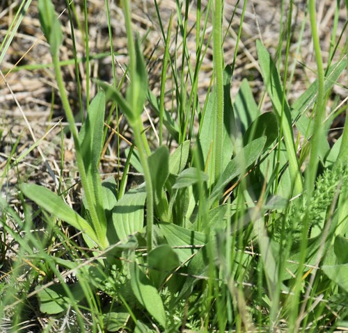 Arnica fulgens, photograph 3