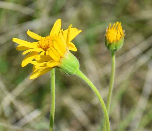 Arnica fulgens, photograph 4
