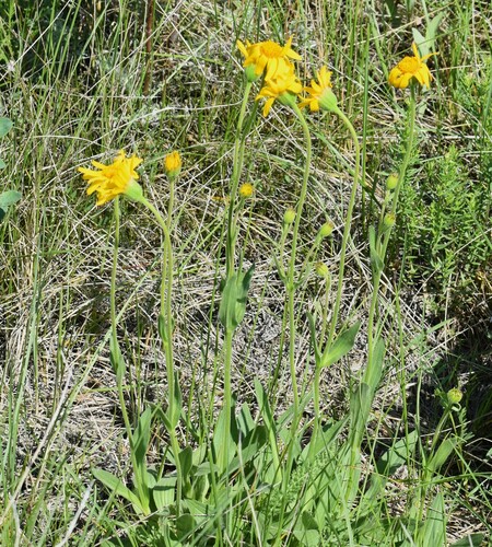 Arnica fulgens, photograph 5