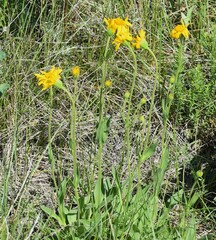 Eric Lamb, CC BY, iNaturalist via GBIF Arnica fulgens, photograph Eric Lamb, CC BY, iNaturalist via GBIF