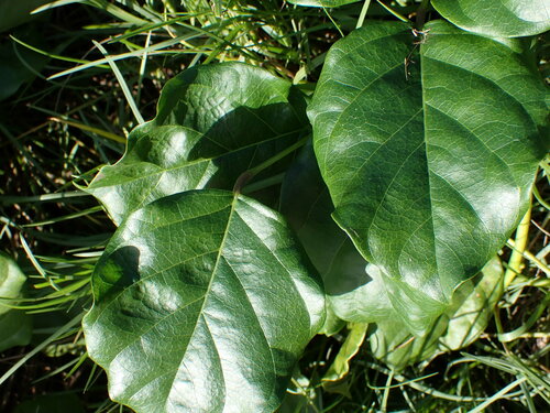 Canavalia cathartica observed 2025-02-01