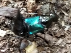 Philonthus caeruleipennis