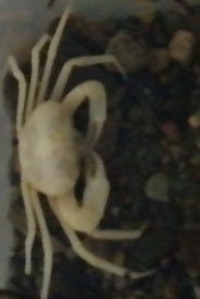 Diyutamon cereum