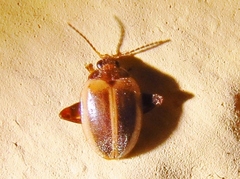Ora discoidea