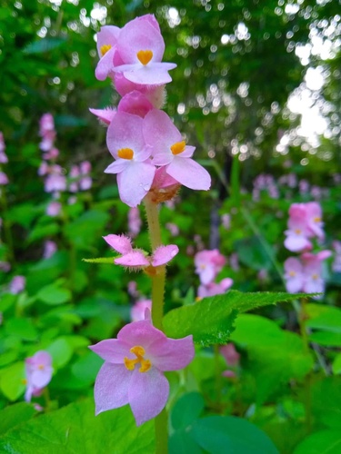 Begonia modestiflora