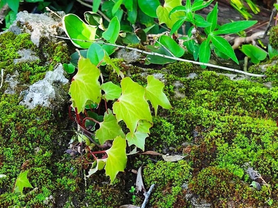 Begonia brandisiana