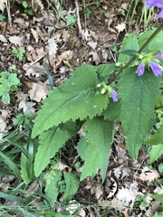 Campanula trachelium