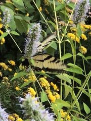 Papilio glaucus