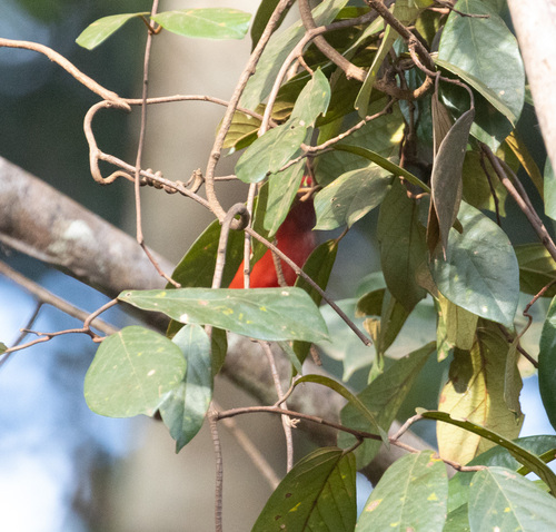 Guianan Red Cotinga (Phoenicircus carnifex), photo 1
