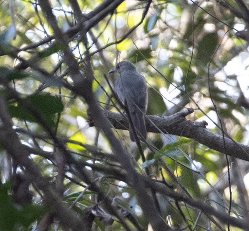 Screaming Piha (Lipaugus vociferans), photo 4