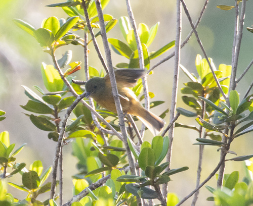 McConnell's Flycatcher (Mionectes macconnelli)