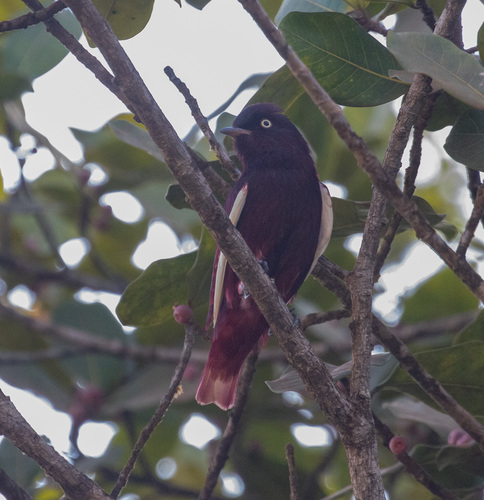 Pompadour Cotinga (Xipholena punicea), photo 4