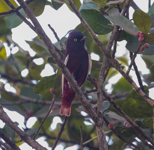 Pompadour Cotinga (Xipholena punicea), photo 9