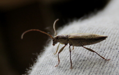 Temnosternus planiusculus