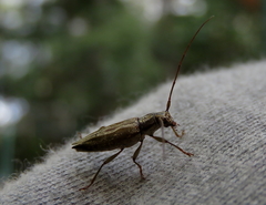 Temnosternus planiusculus