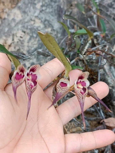 Bulbophyllum emarginatum