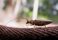 Temnosternus planiusculus