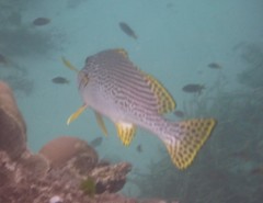 Plectorhinchus lineatus