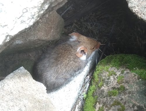 ジェルスキーヤチマウス