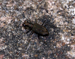 Cylindera kaleea