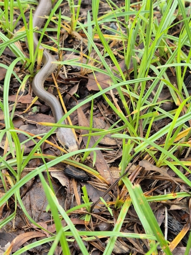 Coastal Taipan sighting
