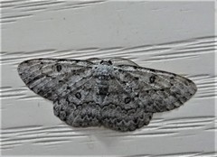 Hypomecis umbrosaria