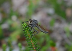 Eutolmus rufibarbis