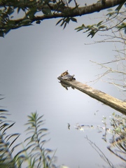 Trachemys scripta elegans