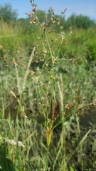 Juncus oxymeris