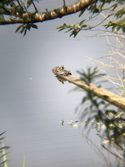 Trachemys scripta elegans