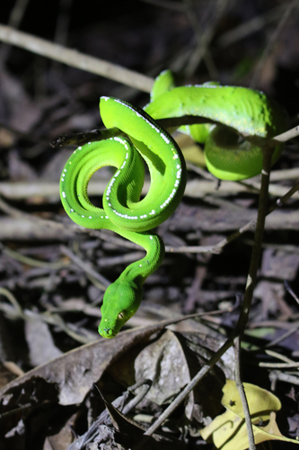 Southern Green Python sighting