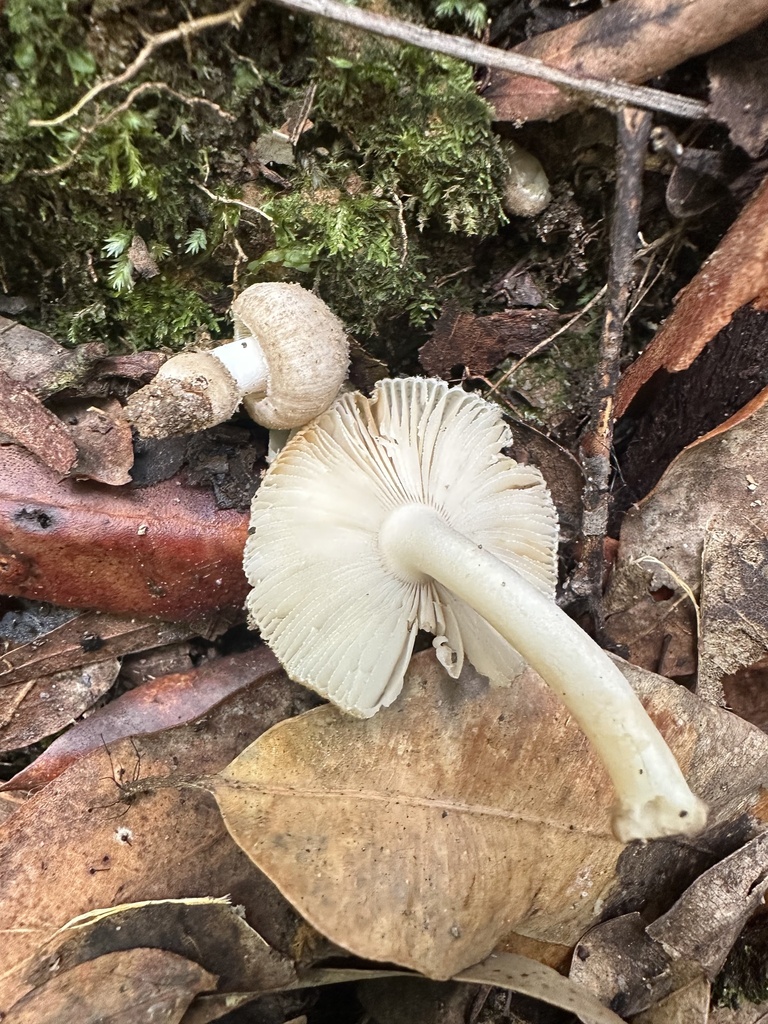 Amanita subvaginata