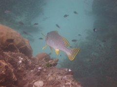 Plectorhinchus lineatus